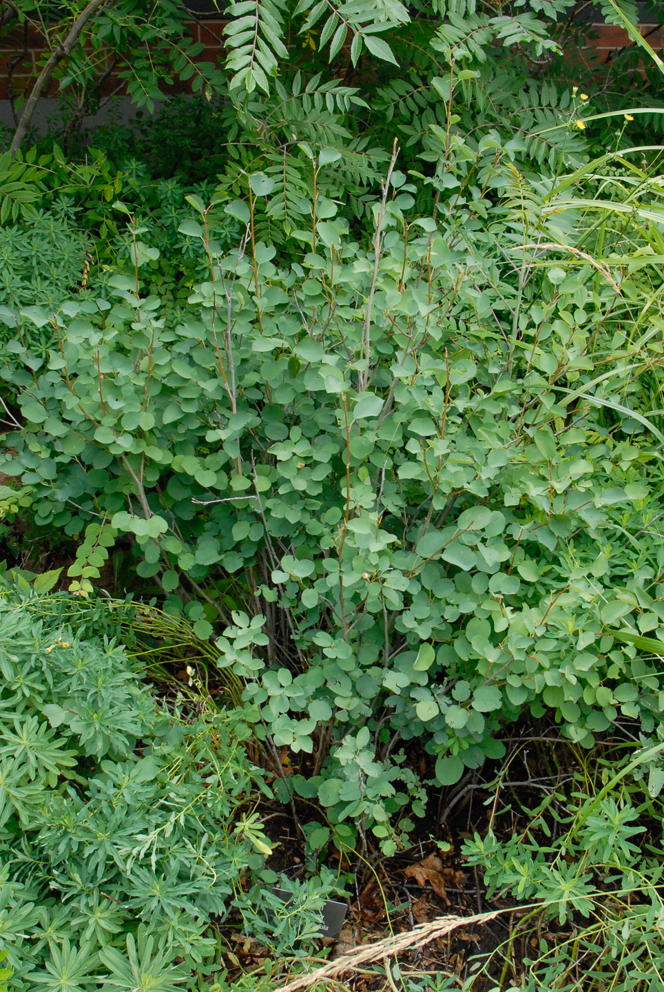 Saskatoon Serviceberry